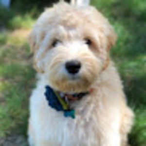 Meet your Posher, Molly